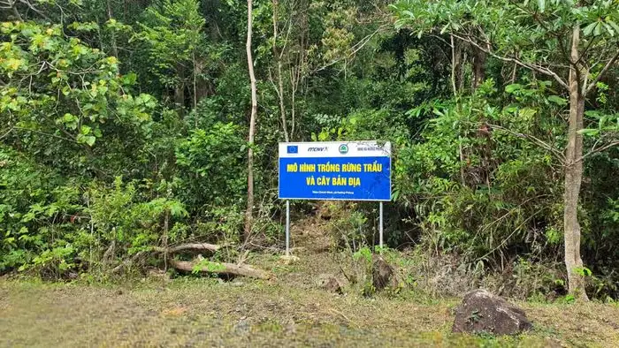 Sinh kế bền vững từ cây trẩu