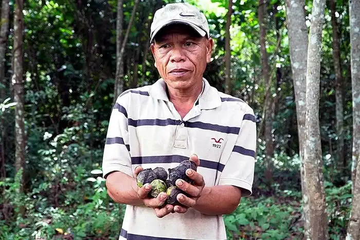 Sinh kế bền vững từ cây trẩu