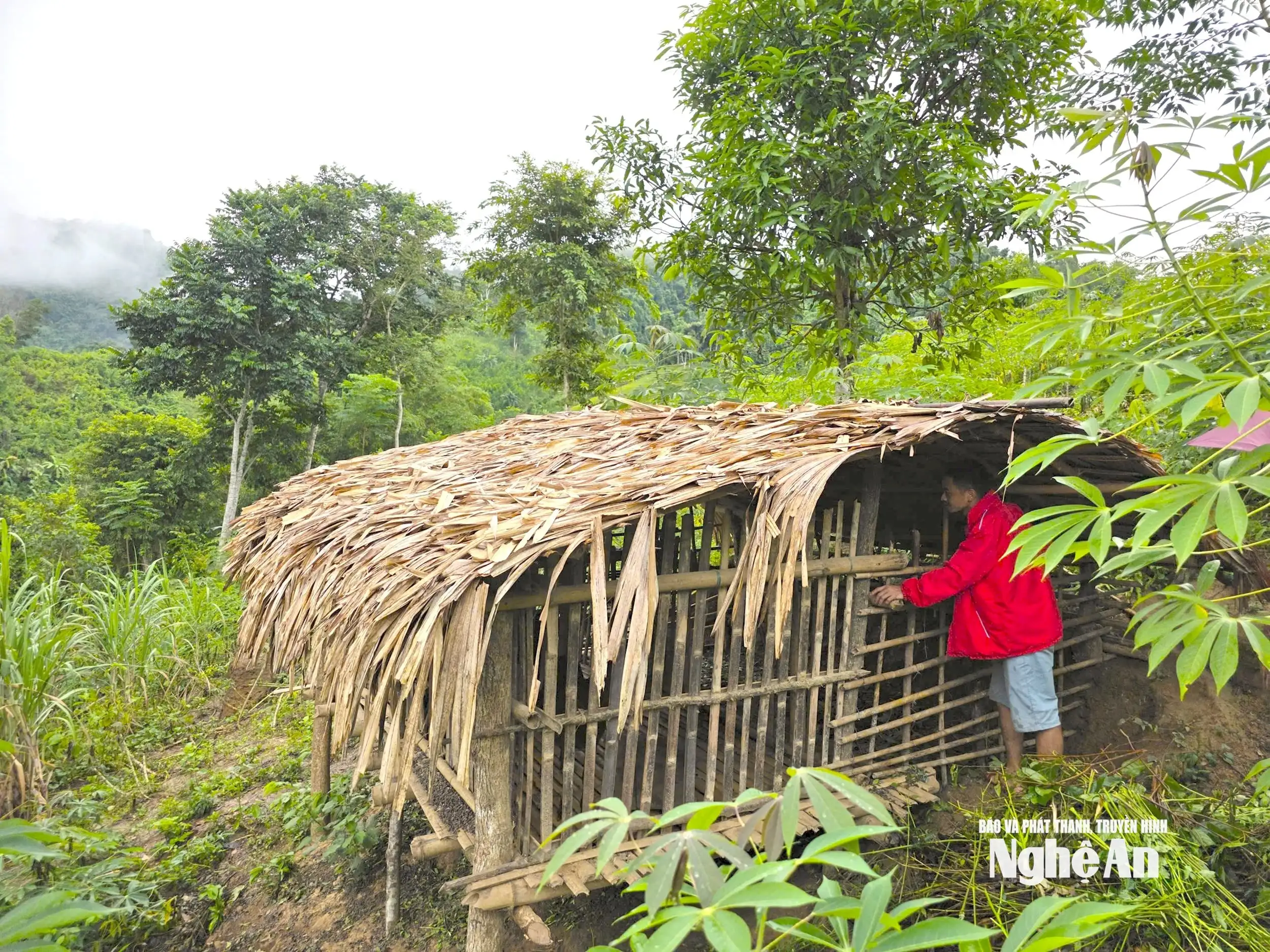 Sinh kế mới mở lối phát triển vùng cao Nghệ An