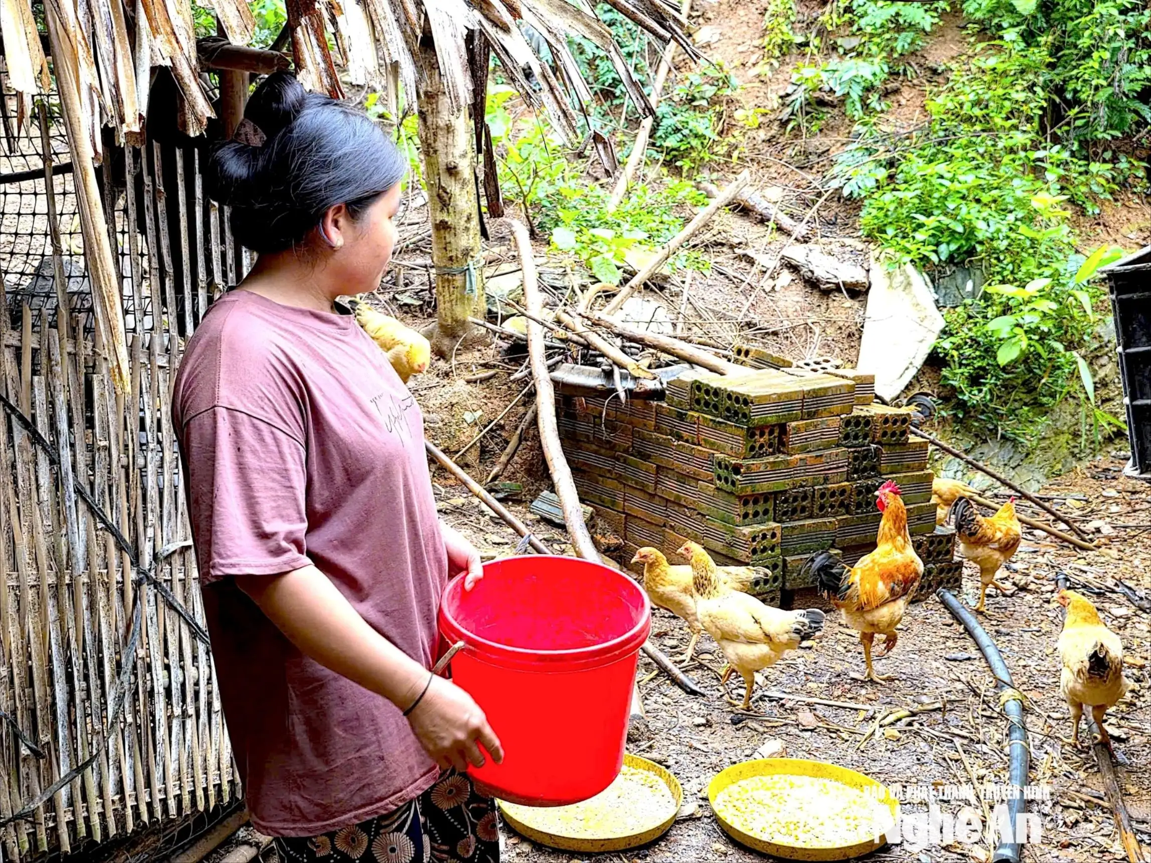 Sinh kế mới mở lối phát triển vùng cao Nghệ An