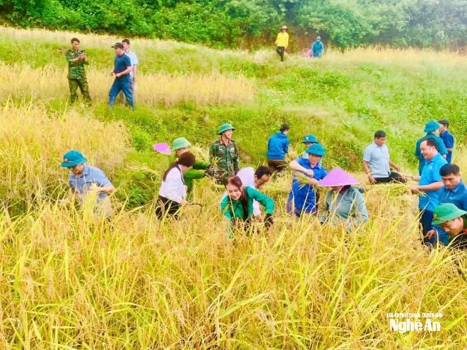 Sinh kế mới mở lối phát triển vùng cao Nghệ An