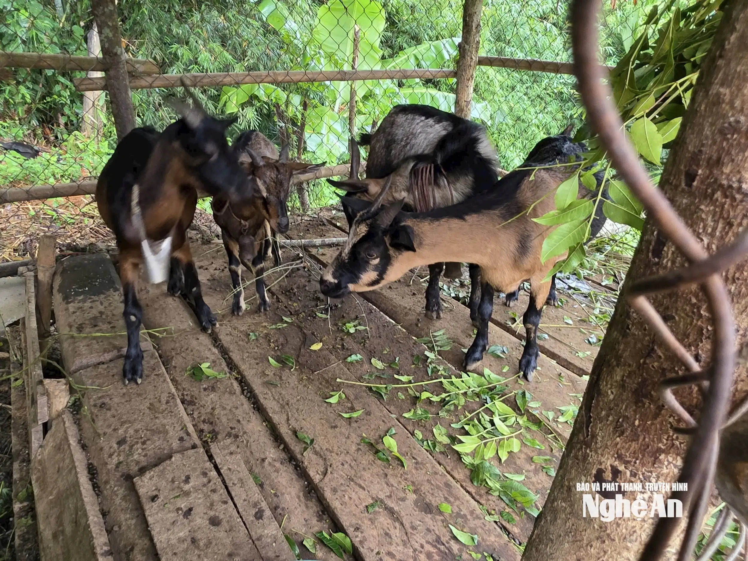 Sinh kế mới mở lối phát triển vùng cao Nghệ An