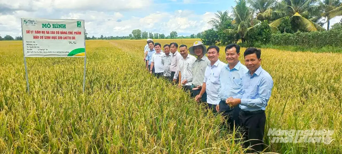 Sử dụng chế phẩm vi sinh, giảm 20% chi phí sản xuất lúa