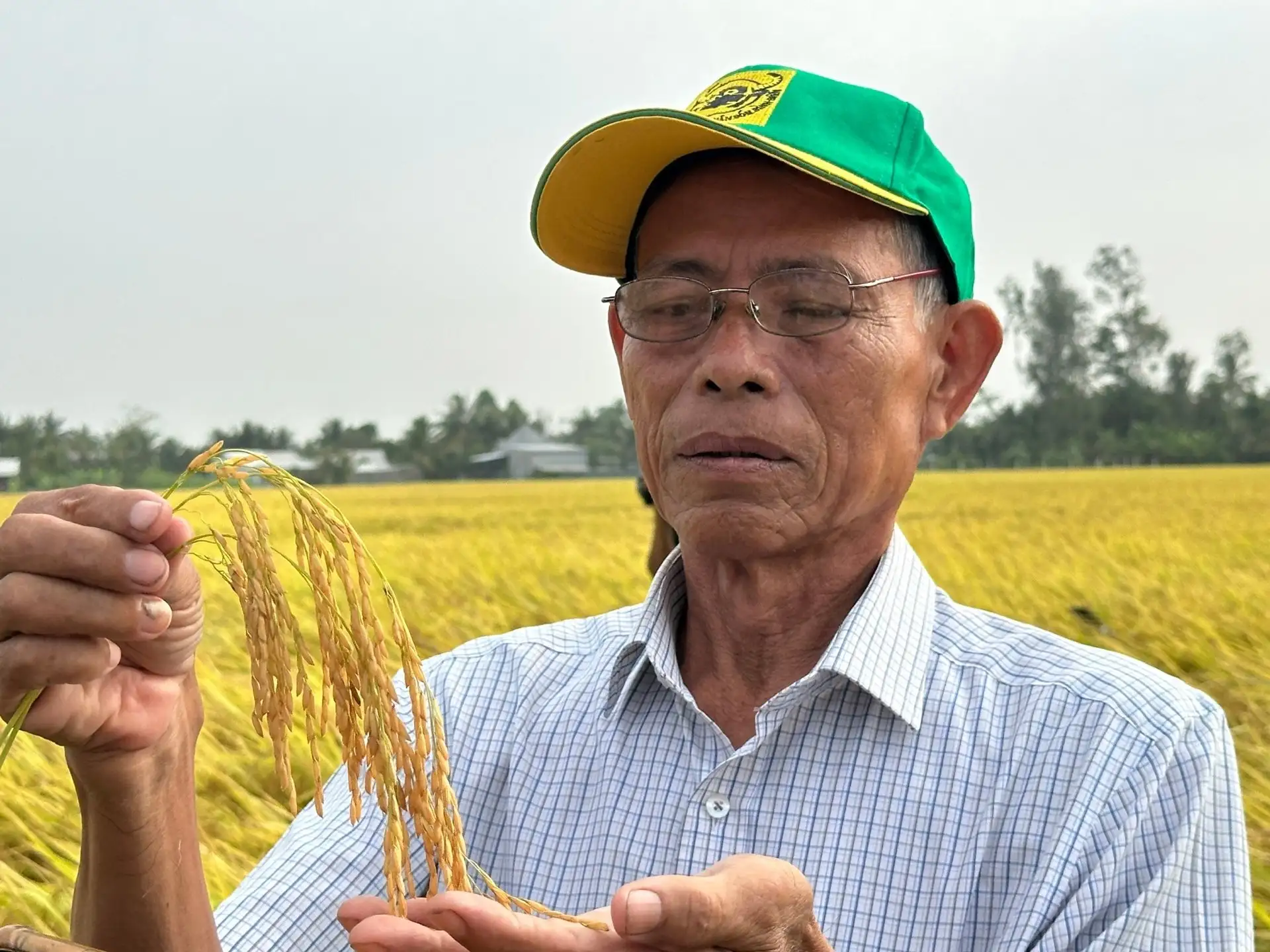 Sứ mệnh lịch sử của hạt gạo Việt và các vấn đề nội tại trong chuỗi giá trị hạt gạo cần tháo gỡ