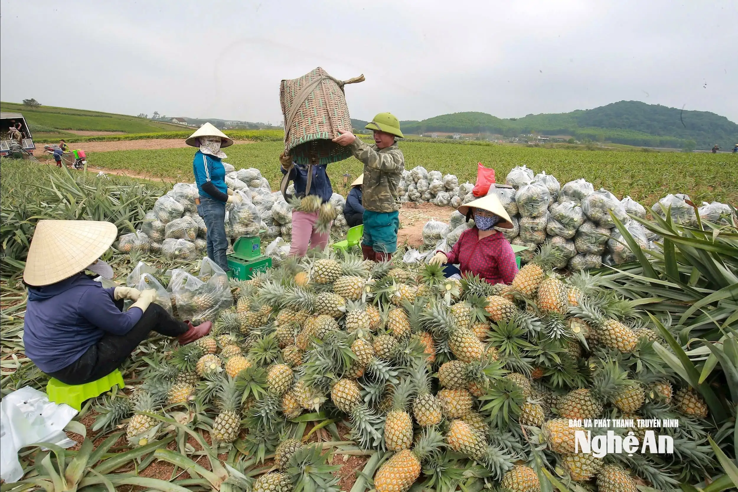 Sức bật từ phong trào nông dân Nghệ An thi đua sản xuất, kinh doanh giỏi
