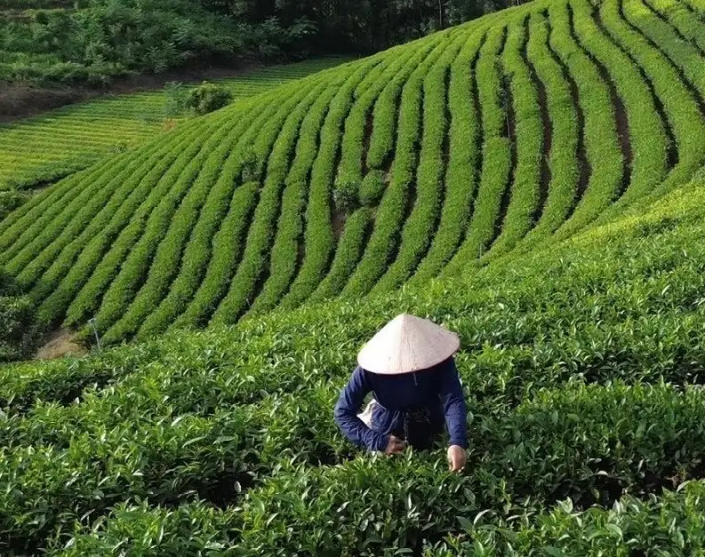 Tân Trào – Điểm sáng giảm nghèo và phát triển du lịch bền vững