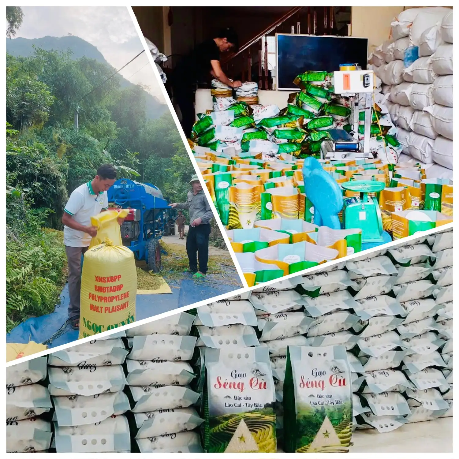 Tăng cường truy xuất nguồn gốc đảm bảo chất lượng và uy tín nông sản