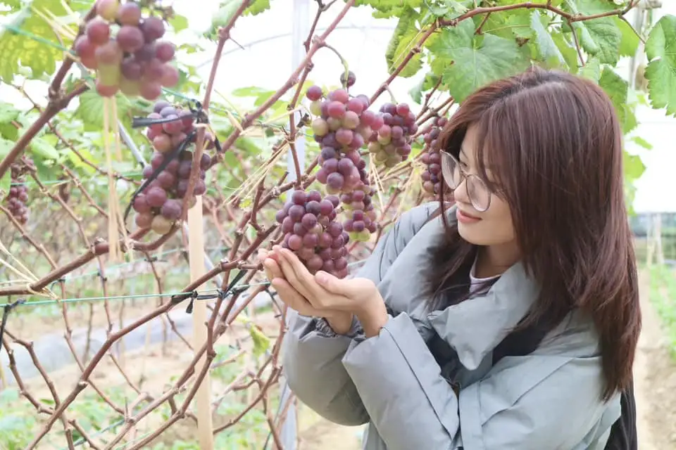 Tạo lập trang trại trù phú, nông dân Phú Thọ hút du khách đến trải nghiệm hái dâu tây, nho chín