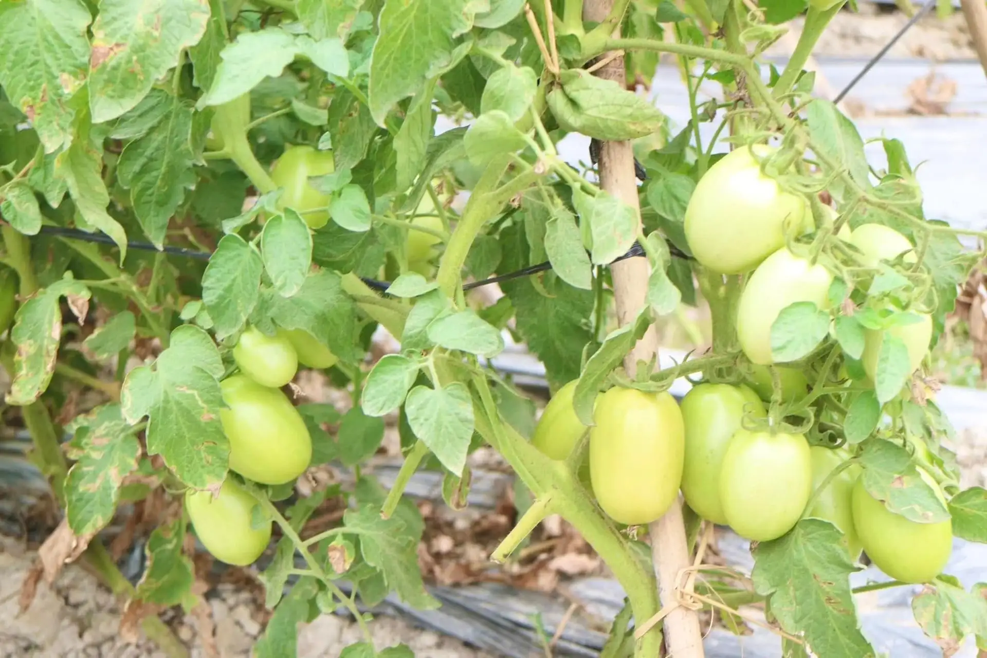 Tạo lập trang trại trù phú, nông dân Phú Thọ hút du khách đến trải nghiệm hái dâu tây, nho chín