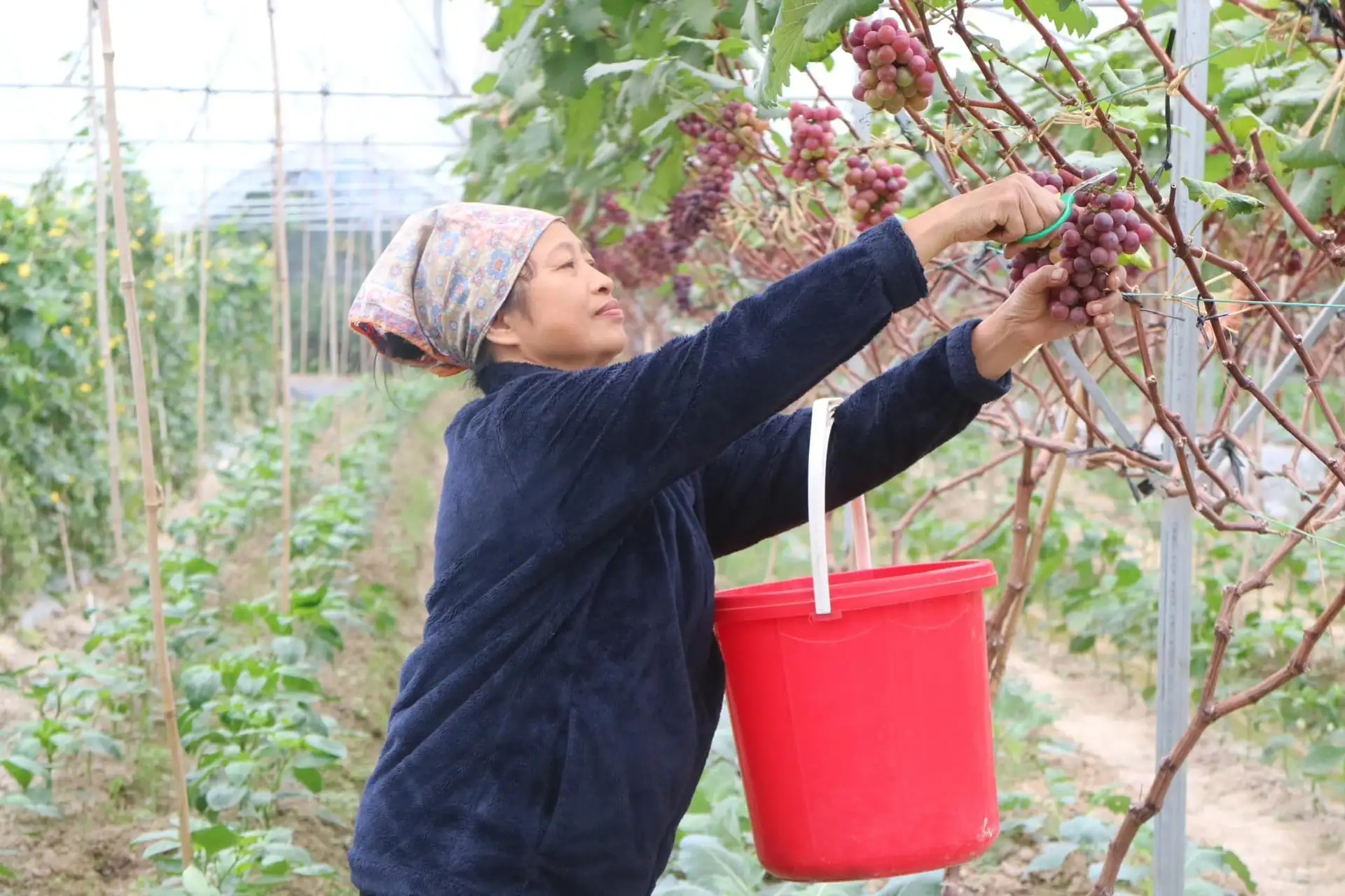 Tạo lập trang trại trù phú, nông dân Phú Thọ hút du khách đến trải nghiệm hái dâu tây, nho chín