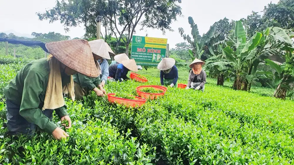 Thái Nguyên: Trên 34.000 lượt hộ nghèo và đối tượng chính sách được vay vốn tín dụng