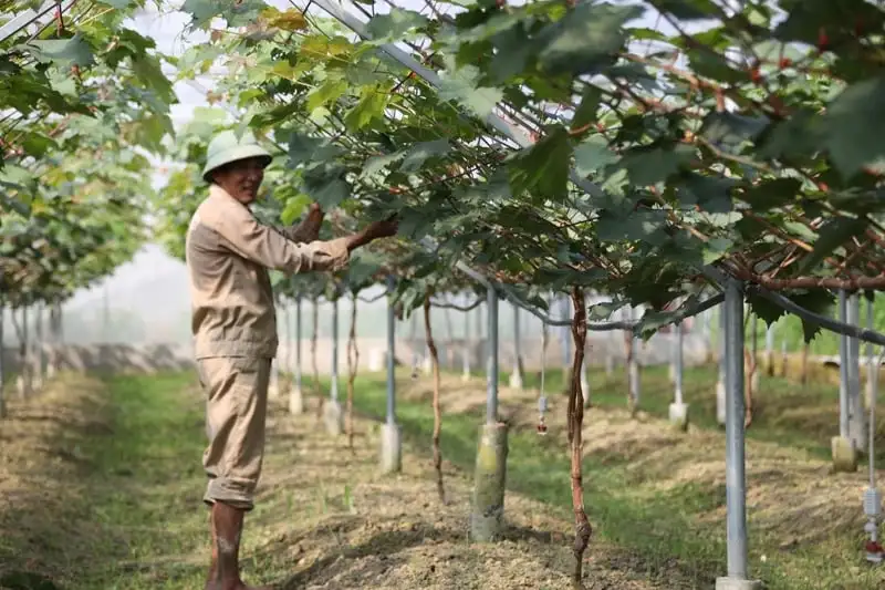 Thanh Hóa là tỉnh đầu tiên của cả nước ban hành nghị quyết về tích tụ, tập trung đất đai, 6 năm rồi vẫn còn cái khó?