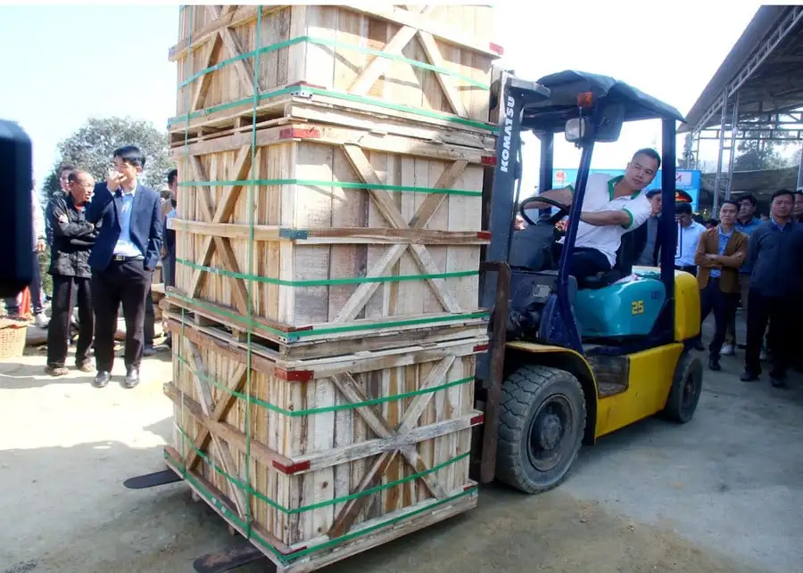 Thứ cây gì trồng thành công ở Tuyên Quang, gốc trồi lên củ trắng, lớn trông thấy, đóng thùng bán sang Nhật?