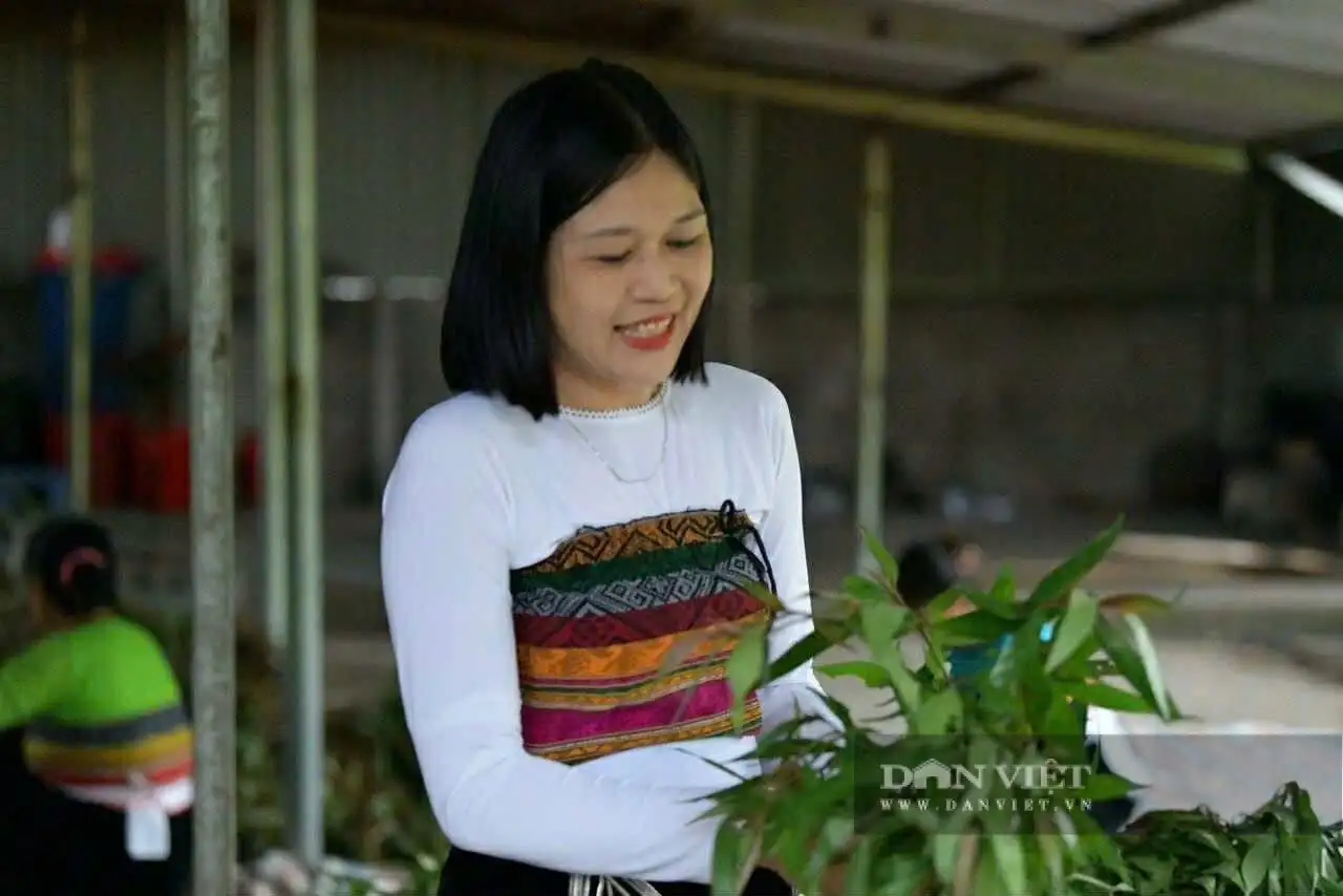 Thứ cây rừng mọc dại làm sản phẩm đạt sao OCOP, cây dược liệu lên ngôi ở nơi này của Phú Thọ sau sáp nhập Hòa Bình