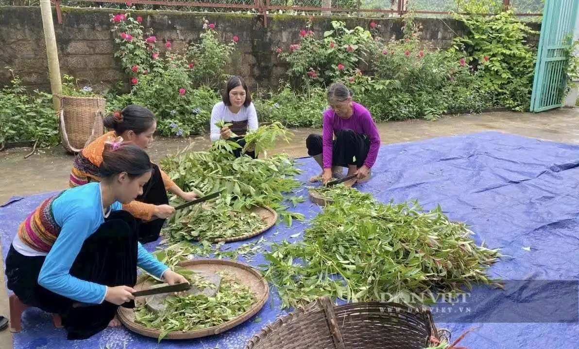 Thứ cây rừng mọc dại làm sản phẩm đạt sao OCOP, cây dược liệu lên ngôi ở nơi này của Phú Thọ sau sáp nhập Hòa Bình