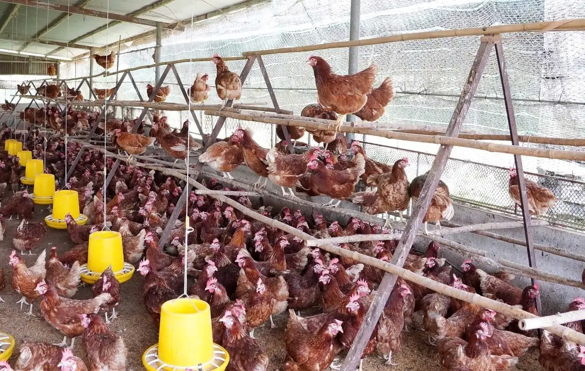 Thúc đẩy phúc lợi động vật ở các trại nuôi gà đẻ, heo nái