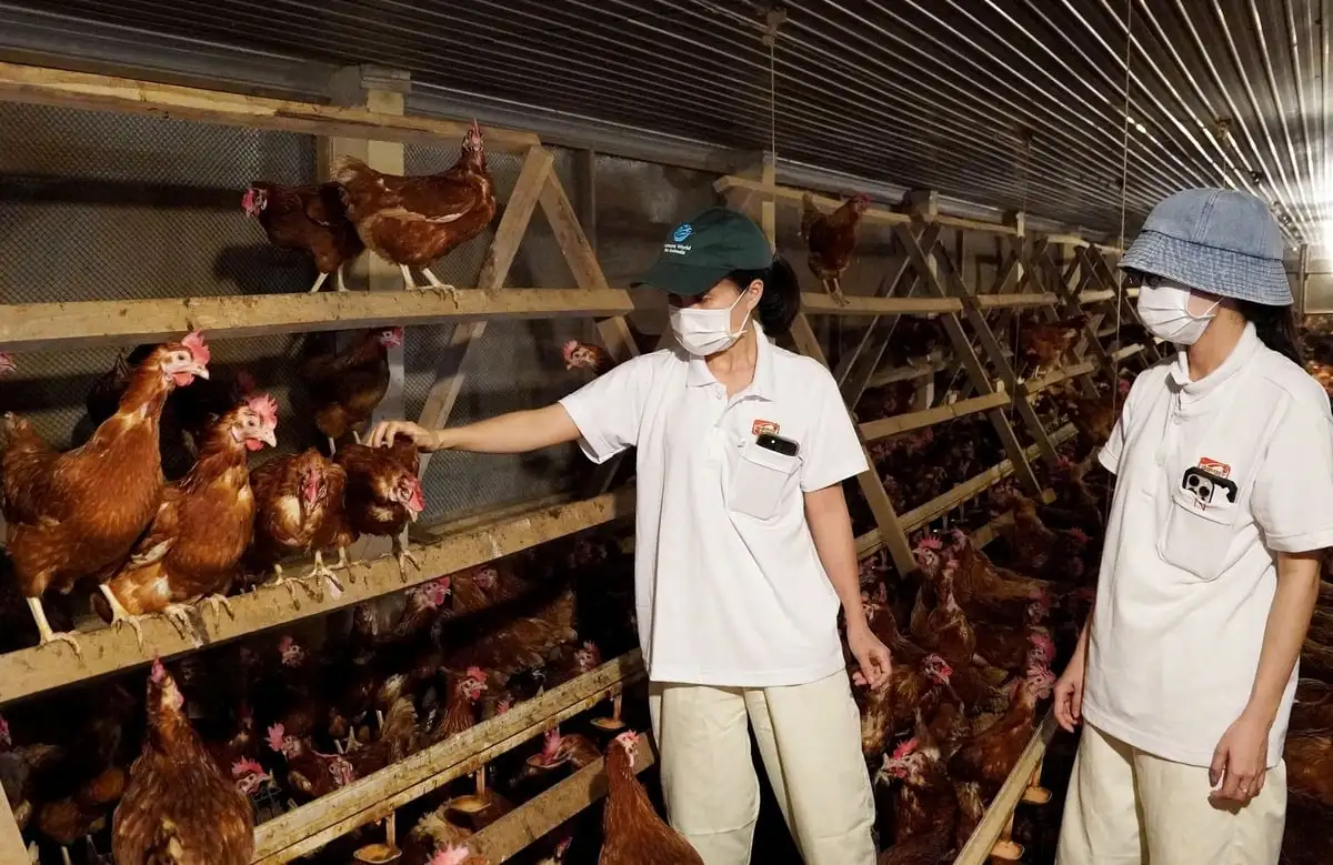 Thúc đẩy phúc lợi động vật ở các trại nuôi gà đẻ, heo nái