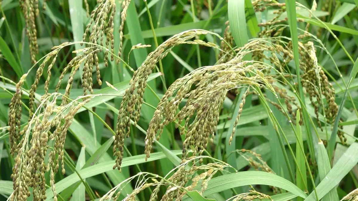 Thương hiệu nếp vải đặc sản vươn tầm OCOP 4 sao