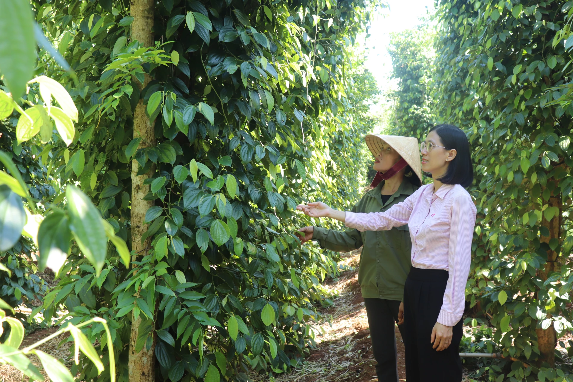 Tiếp sức cho hộ mới thoát nghèo