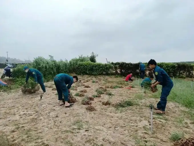 Tin mới nhất từ Lý Sơn, Quảng Ngãi, dân quân giúp dân nhổ hành tím chạy bão số 12, cơn bão FENGSENG đi vào biển Đông