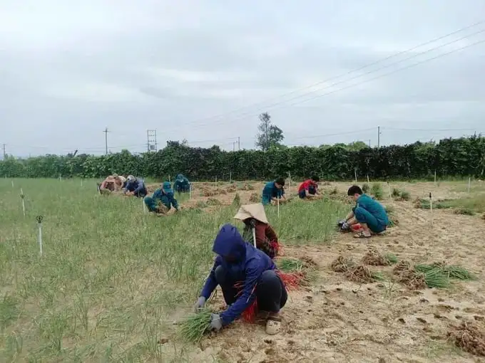 Tin mới nhất từ Lý Sơn, Quảng Ngãi, dân quân giúp dân nhổ hành tím chạy bão số 12, cơn bão FENGSENG đi vào biển Đông