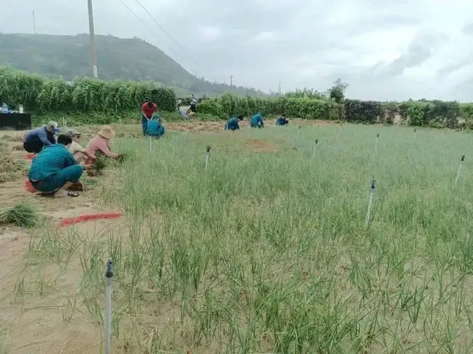 Tin mới nhất từ Lý Sơn, Quảng Ngãi, dân quân giúp dân nhổ hành tím chạy bão số 12, cơn bão FENGSENG đi vào biển Đông