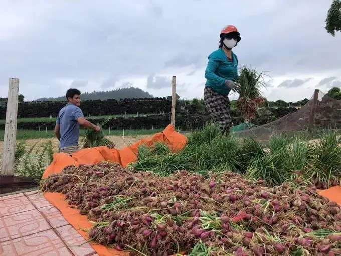 Tin mới nhất từ Lý Sơn, Quảng Ngãi, dân quân giúp dân nhổ hành tím chạy bão số 12, cơn bão FENGSENG đi vào biển Đông