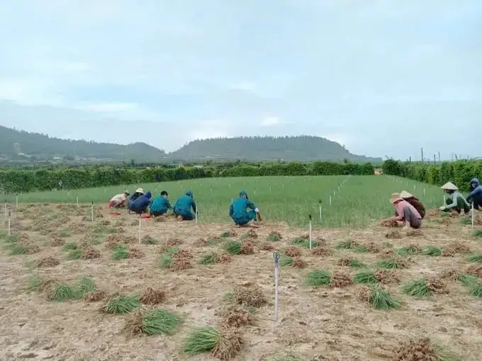 Tin mới nhất từ Lý Sơn, Quảng Ngãi, dân quân giúp dân nhổ hành tím chạy bão số 12, cơn bão FENGSENG đi vào biển Đông