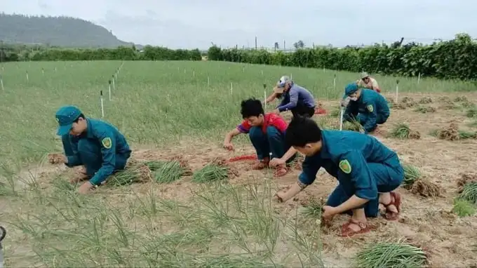 Tin mới nhất từ Lý Sơn, Quảng Ngãi, dân quân giúp dân nhổ hành tím chạy bão số 12, cơn bão FENGSENG đi vào biển Đông