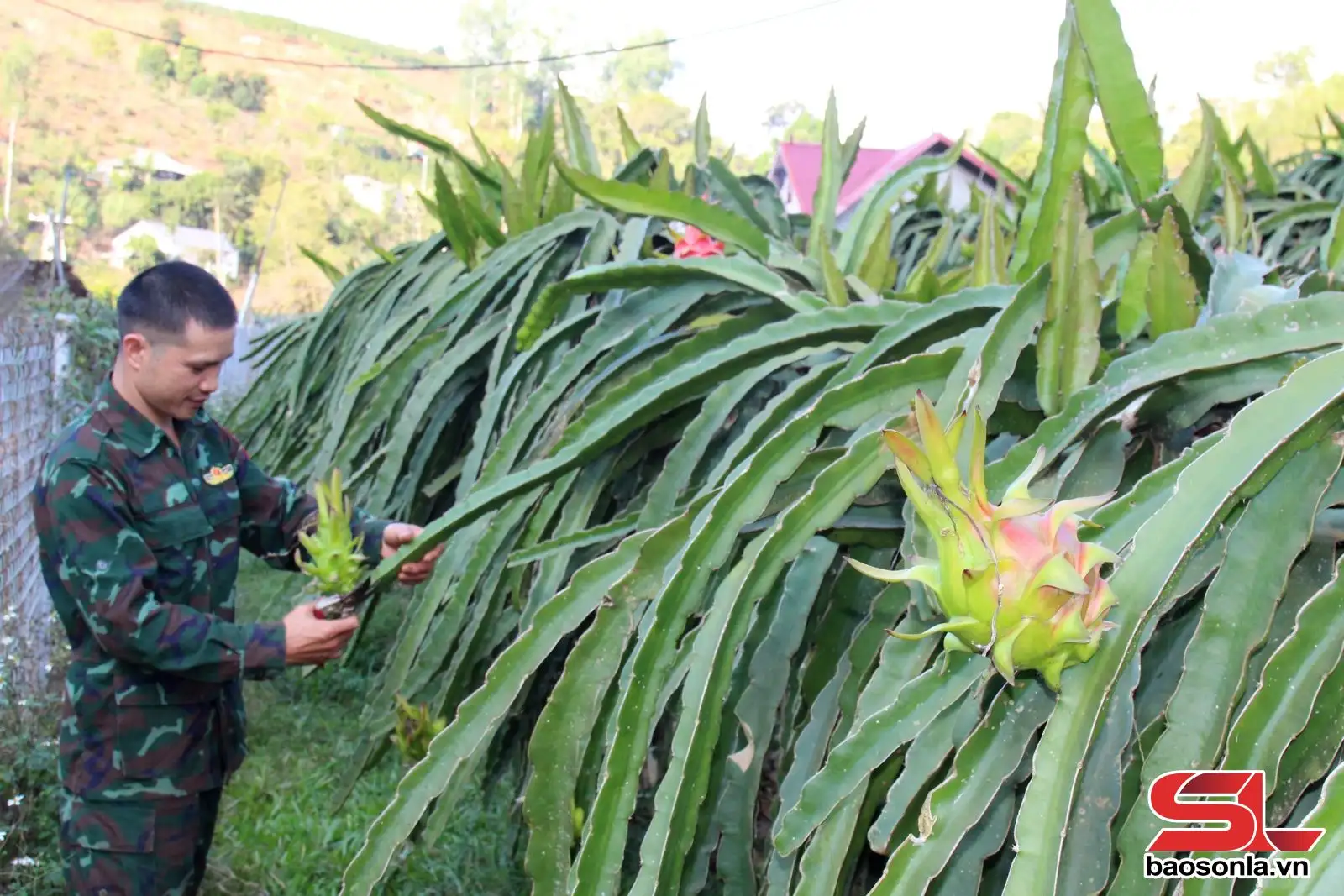  Tổ chức sản xuất theo hướng tập trung quy mô lớn