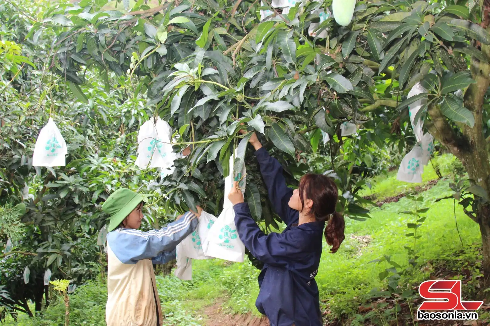  Tổ chức sản xuất theo hướng tập trung quy mô lớn