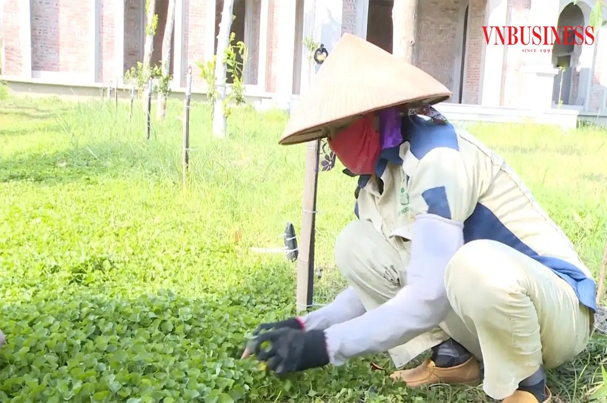 ‘Trái ngọt’ từ những nỗ lực của HTX vùng xa ở Thanh Hóa