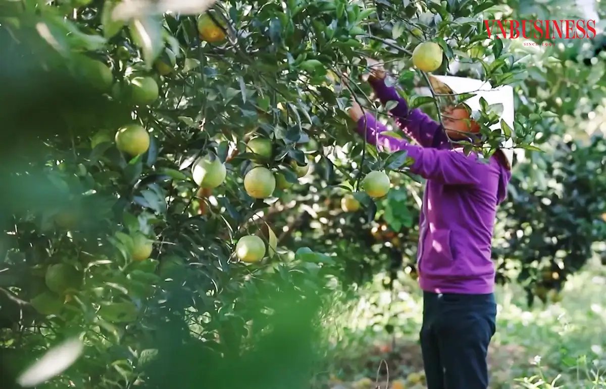‘Trái ngọt’ từ những nỗ lực của HTX vùng xa ở Thanh Hóa