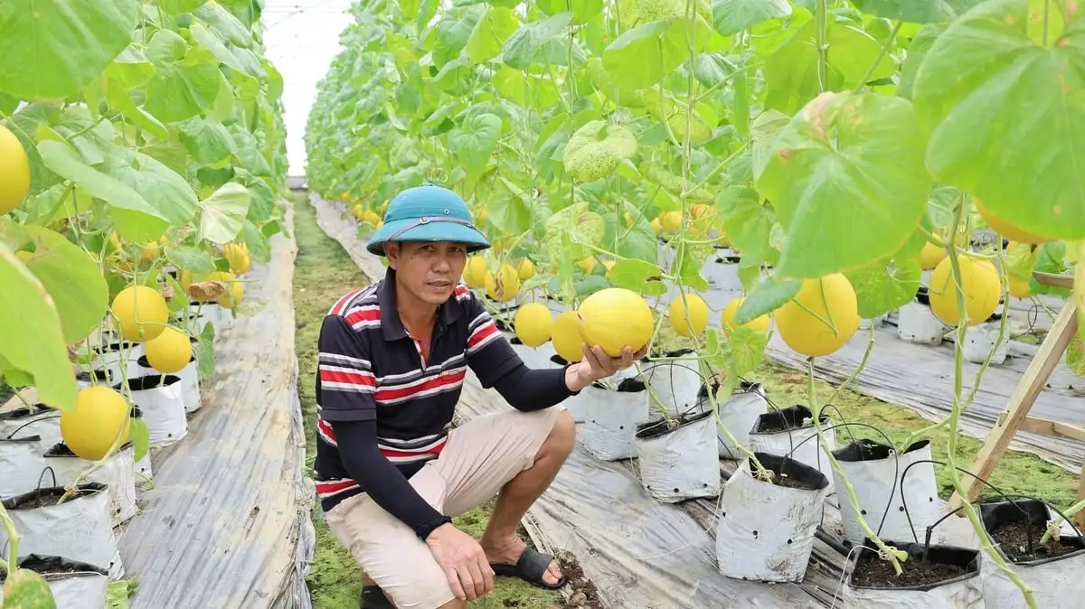 &#8216;Trái ngọt&#8217; từ tích tụ đất đai ở Thiệu Hóa