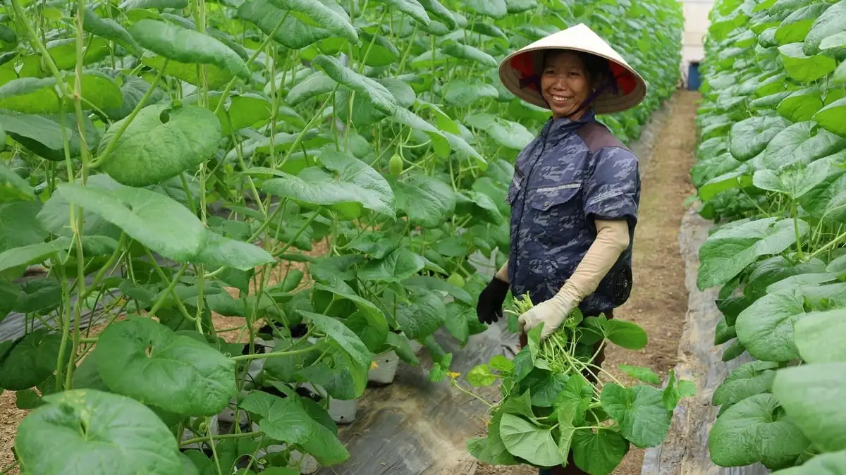 &#8216;Trái ngọt&#8217; từ tích tụ đất đai ở Thiệu Hóa