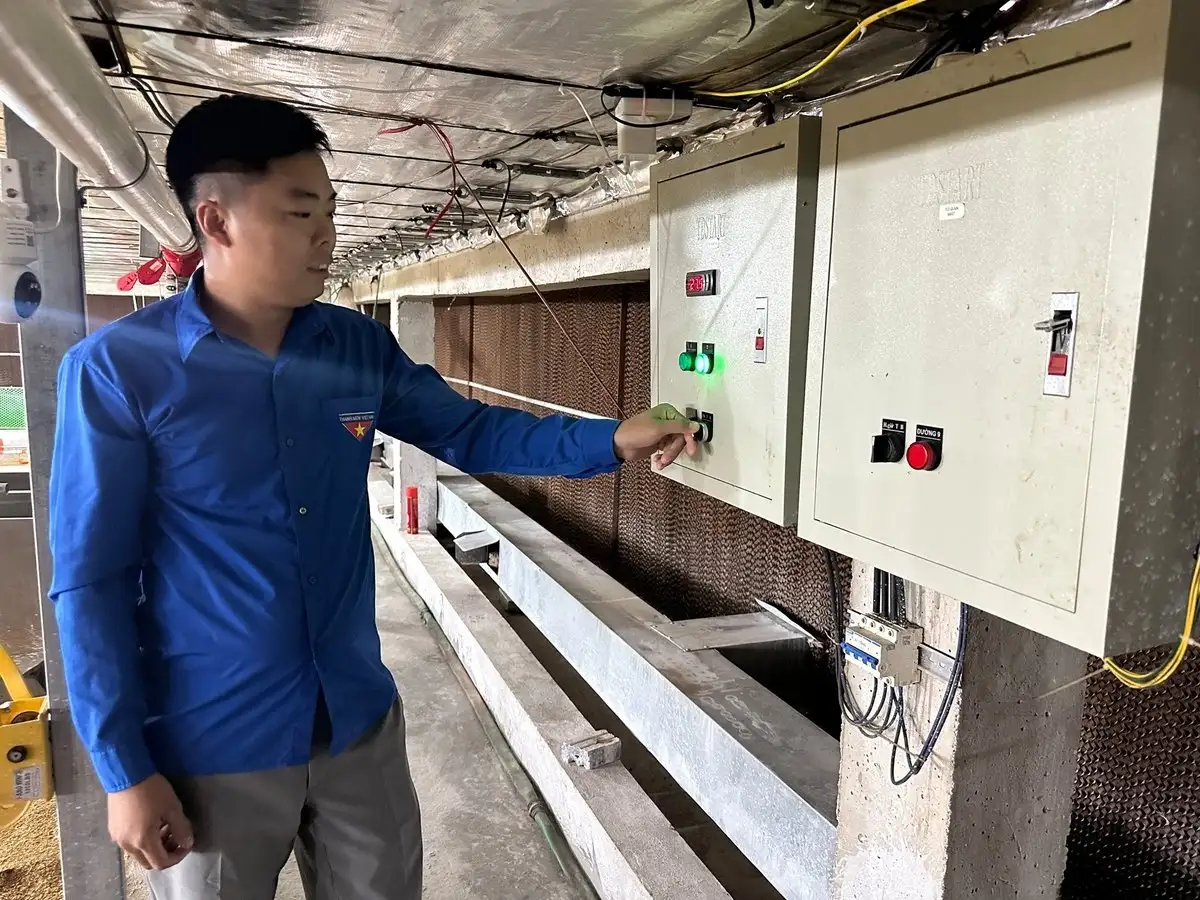 Trang trại gà xanh, sạch của chàng kỹ sư yêu công nghệ