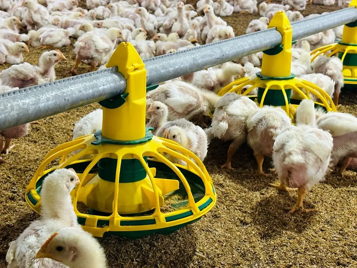 Trang trại gà xanh, sạch của chàng kỹ sư yêu công nghệ