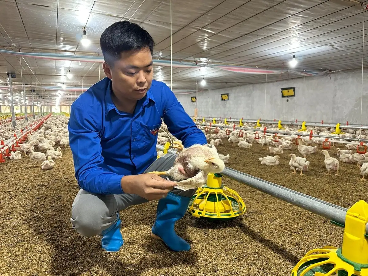 Trang trại gà xanh, sạch của chàng kỹ sư yêu công nghệ