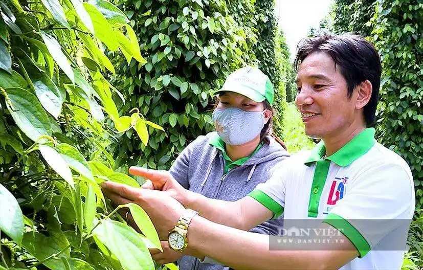 Trồng cây này kiểu gì mà nông dân TPHCM “dứt khoát” lấy lại vị thế cho loại hạt gia vị thơm ngoài “chợ toàn cầu”?