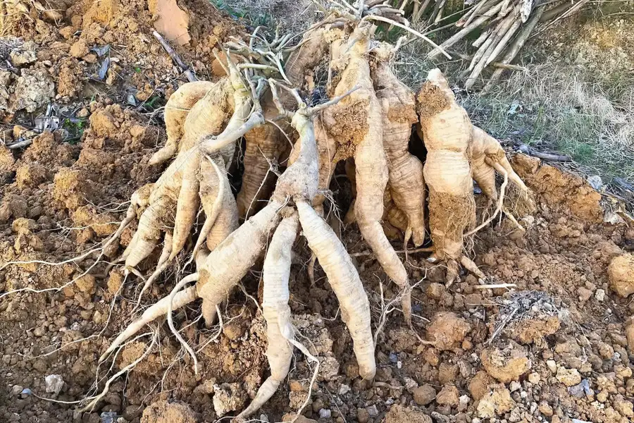 Trồng cây ví như &#8216;vàng trắng&#8217;, nông dân dưới chân núi Đại Huệ có của để dành