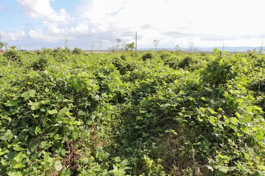 Trồng cây ví như &#8216;vàng trắng&#8217;, nông dân dưới chân núi Đại Huệ có của để dành