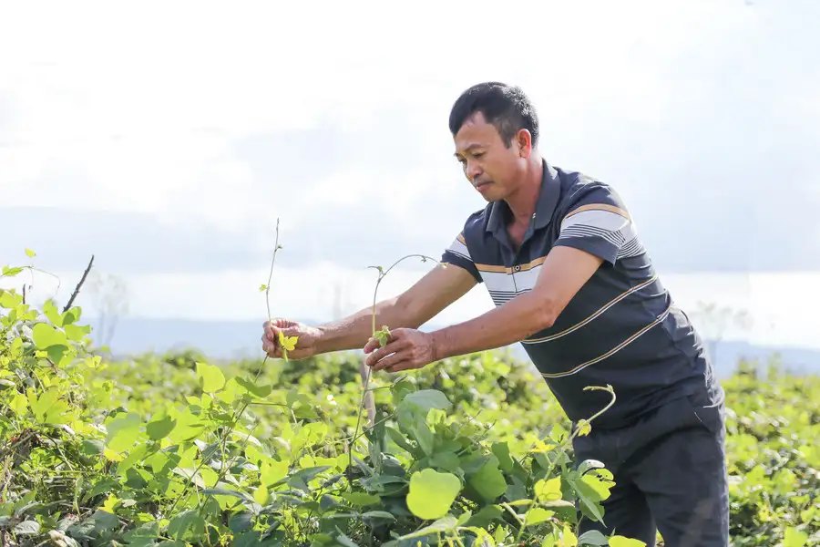 Trồng cây ví như ‘vàng trắng’, nông dân dưới chân núi Đại Huệ có của để dành