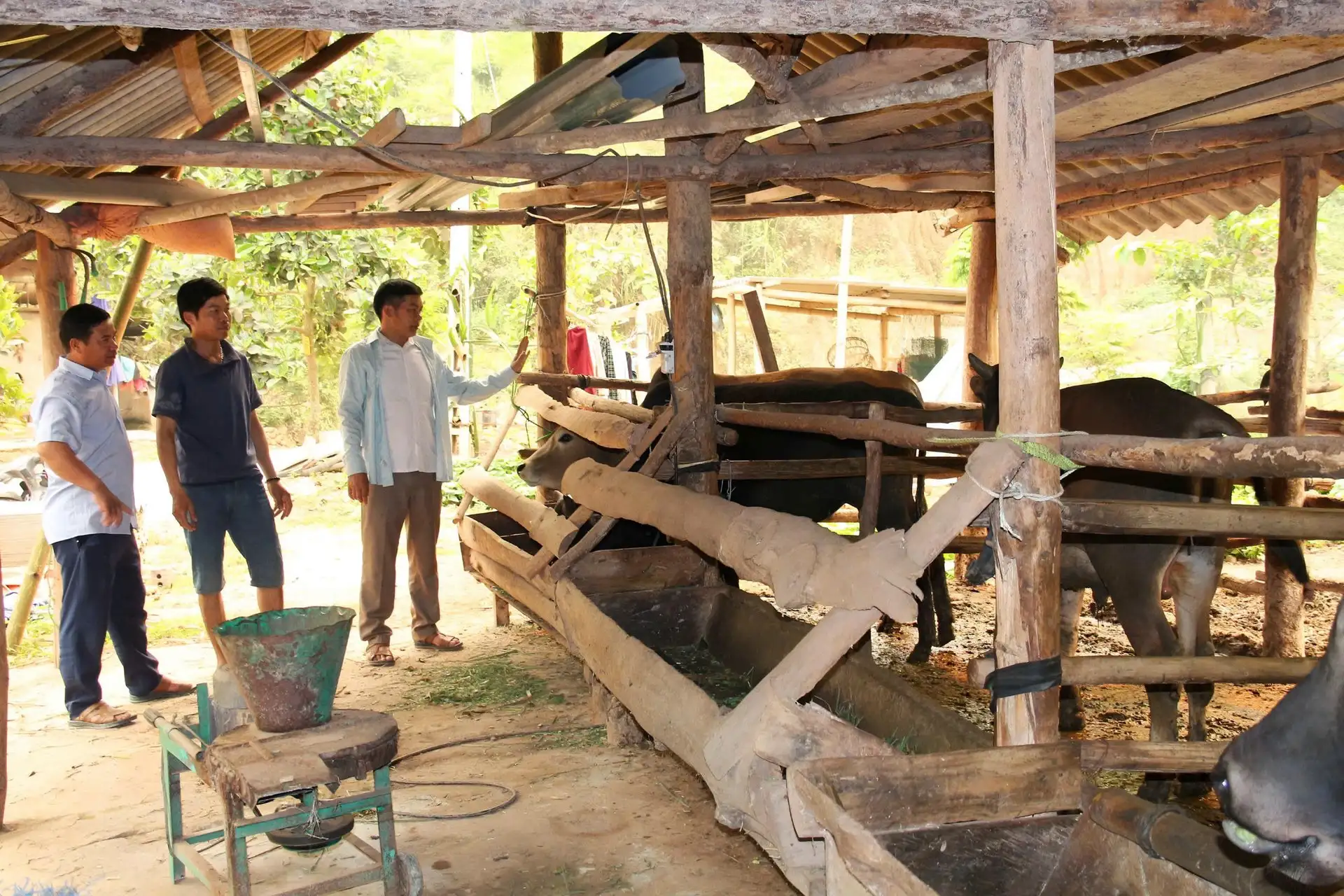 Trồng cỏ trên đồi để nuôi trâu, bò nhốt chuồng