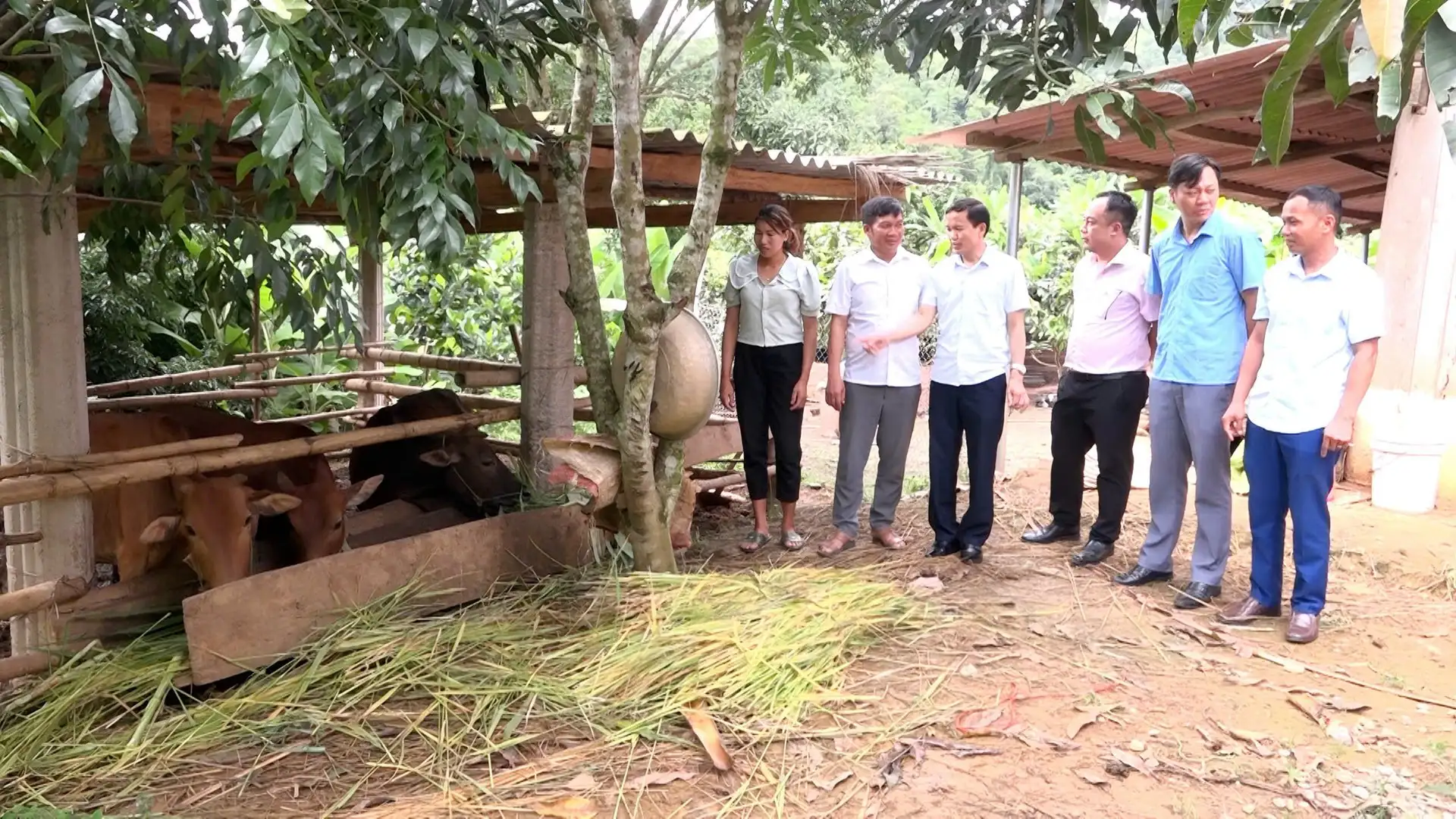 Trồng cỏ trên đồi để nuôi trâu, bò nhốt chuồng