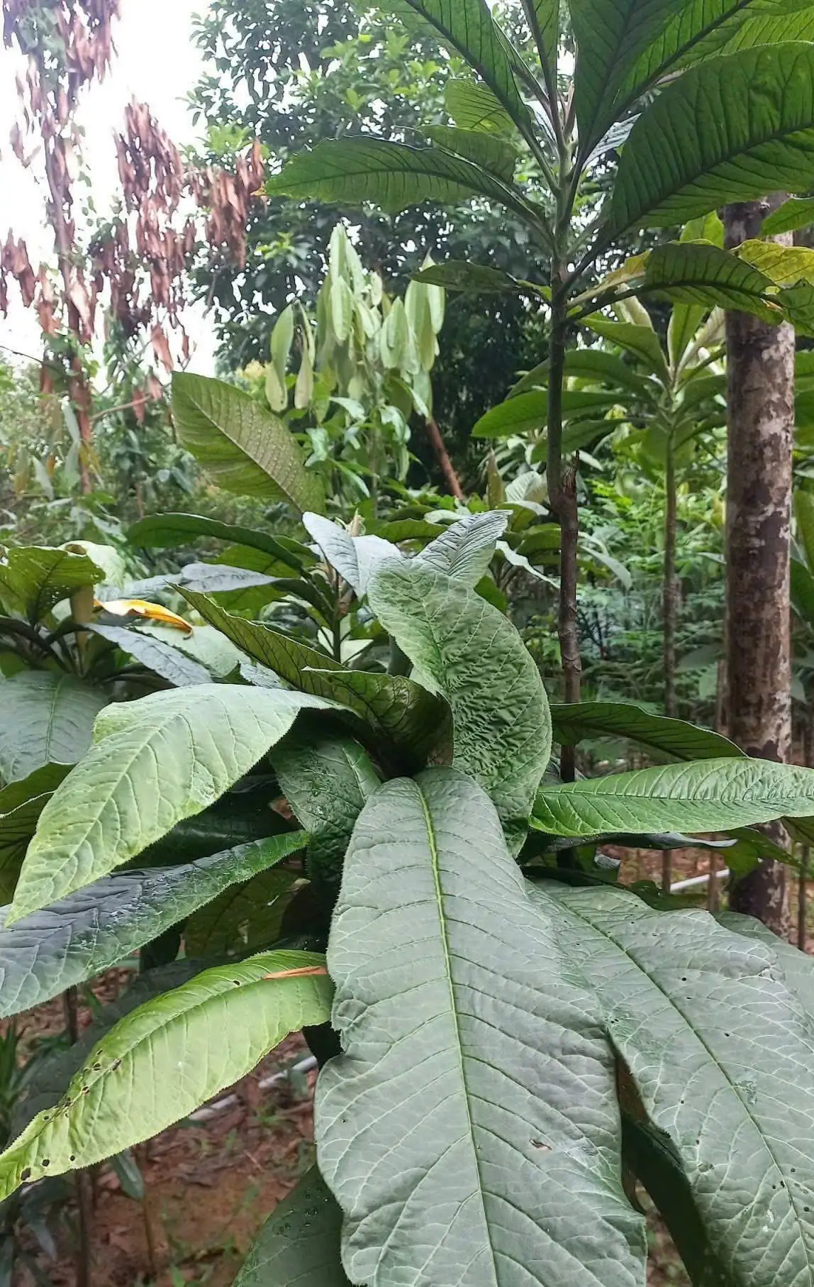 Trồng khôi nhung dưới tán rừng quế: Cây phụ cho thu nhập chính