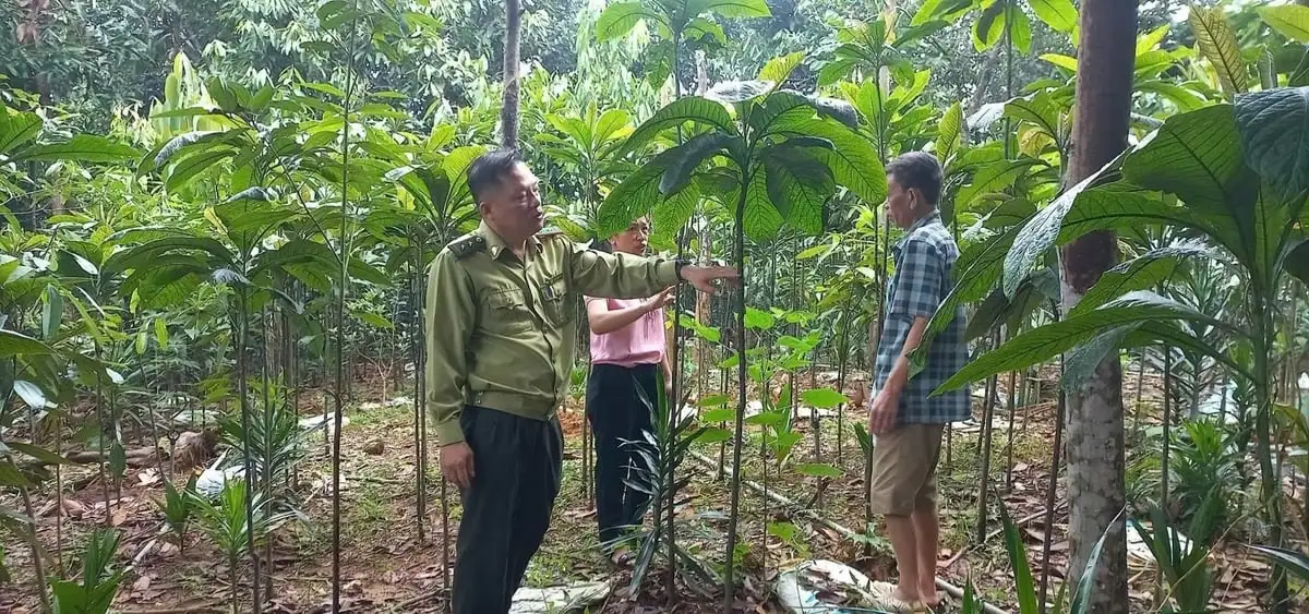 Trồng khôi nhung dưới tán rừng quế: Cây phụ cho thu nhập chính