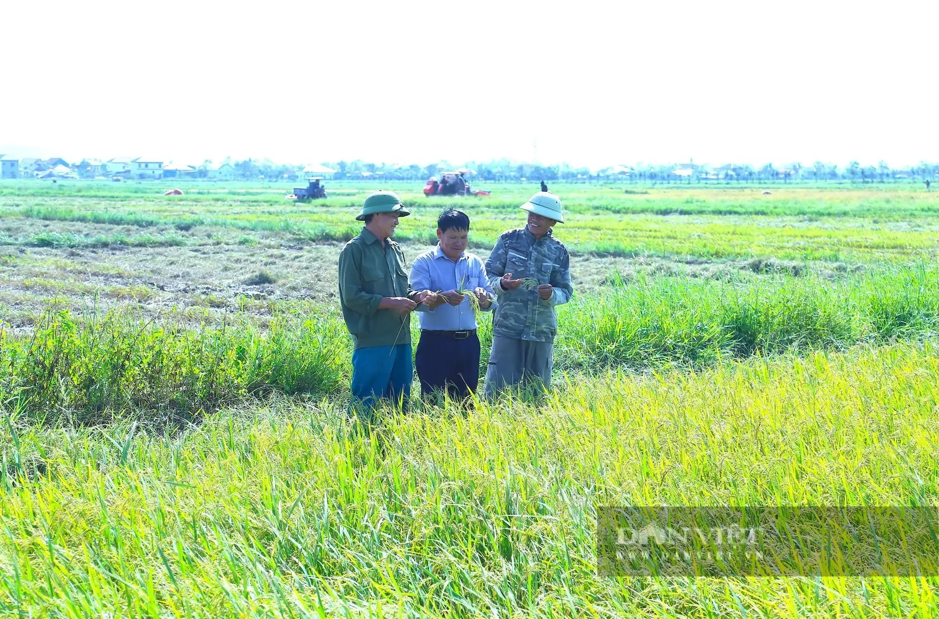 Trồng lúa kiểu mới ở Hà Tĩnh cho kết quả thế nào mà nhiều người đang đến xem?