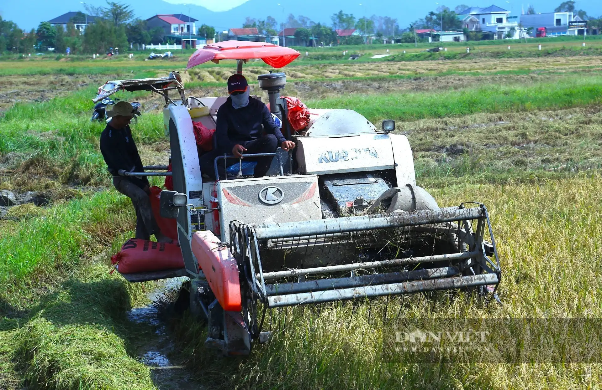 Trồng lúa kiểu mới ở Hà Tĩnh cho kết quả thế nào mà nhiều người đang đến xem?