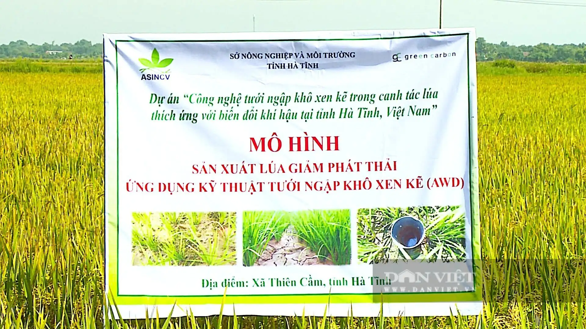 Trồng lúa kiểu mới ở Hà Tĩnh cho kết quả thế nào mà nhiều người đang đến xem?