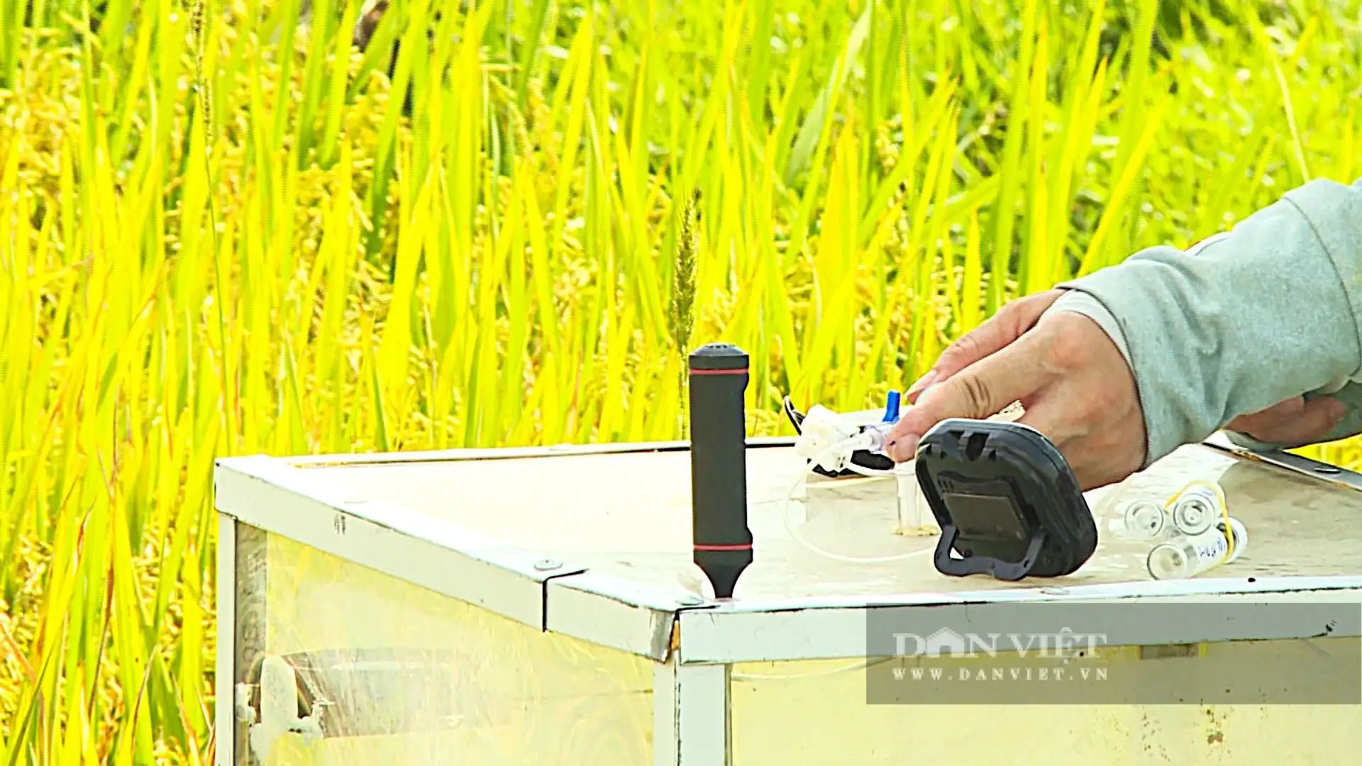 Trồng lúa kiểu mới ở Hà Tĩnh cho kết quả thế nào mà nhiều người đang đến xem?